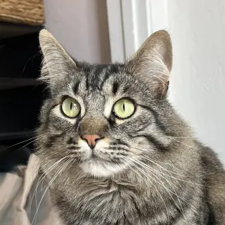 Oreo