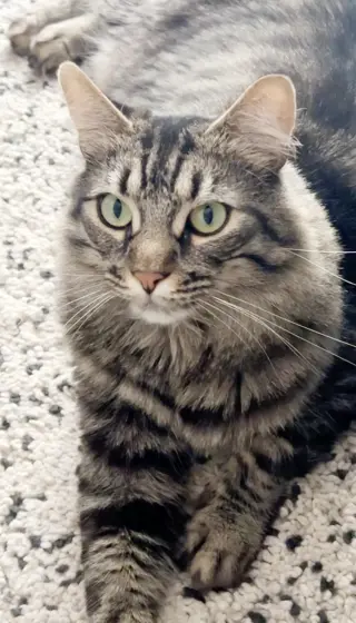 Oreo