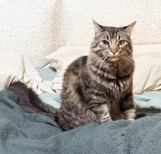 Oreo