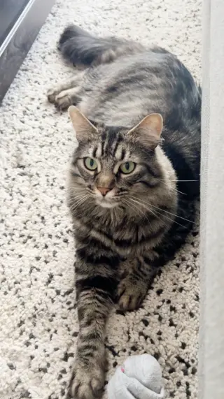 Oreo