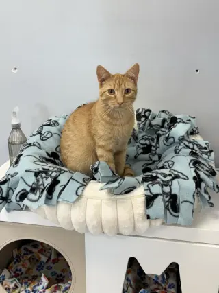 Prince