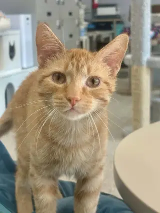 Prince