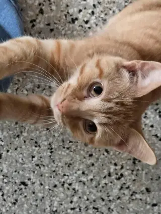 Prince