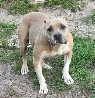 Hope (SC)
