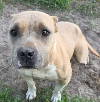 Hope (SC)