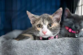 Nova