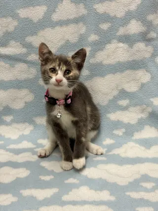 Nova