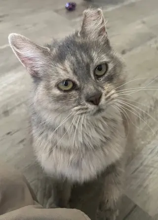 Tatelynn