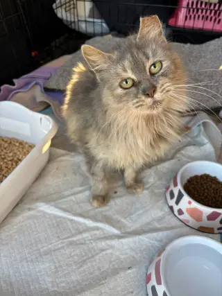 Tatelynn