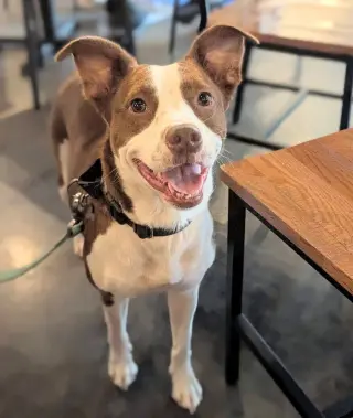 Penelope
