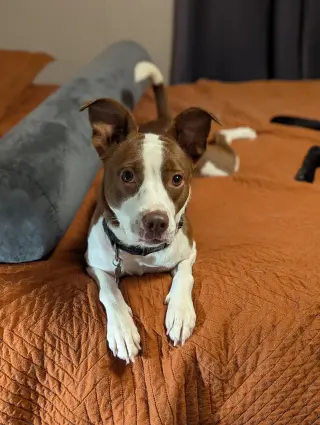 Penelope