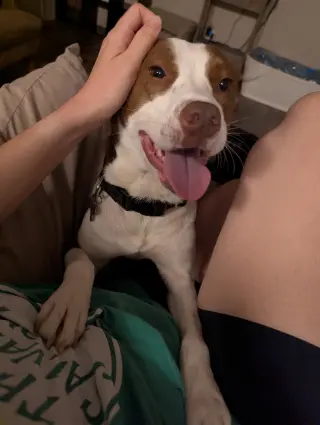 Penelope