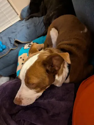 Penelope