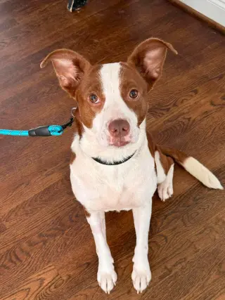 Penelope
