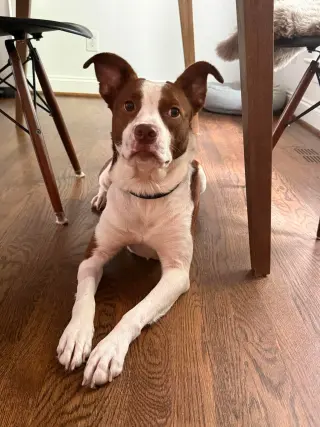 Penelope