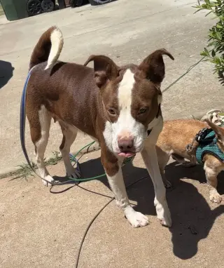 Penelope