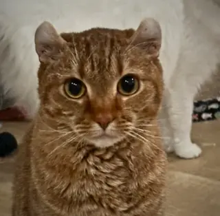Boba (bonded w/ McFlurry)