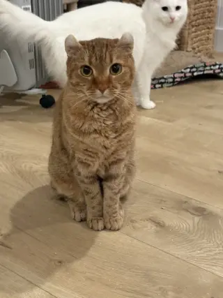 Boba (bonded w/ McFlurry)