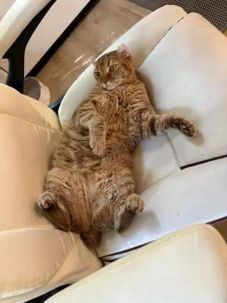 Boba (bonded w/ McFlurry)