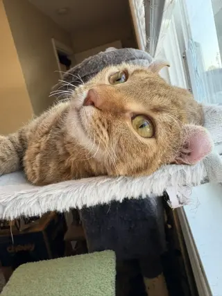 Boba (bonded w/ McFlurry)