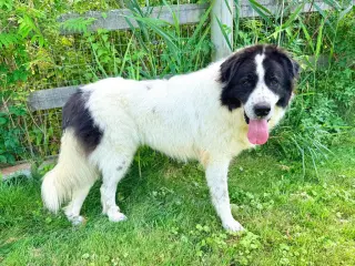 Knox