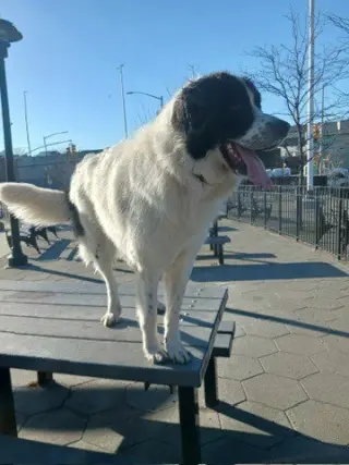 Knox