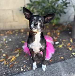 Marzipan