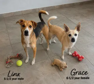 LINX - 5 YEAR MALE BEAGLE MIX & GRACE 6 -YEAR FEM