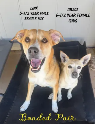 LINX - 5 YEAR MALE BEAGLE MIX & GRACE 6 -YEAR FEM