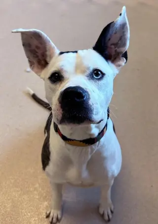 Nyla