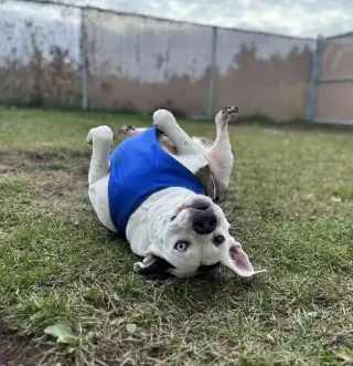 Nyla