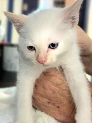 Vanilla