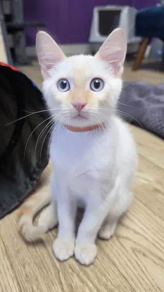 Mochi