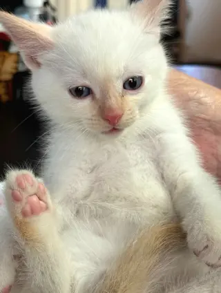 Mochi