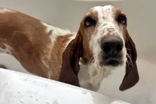 SANDY - ADOPTION PENDING!