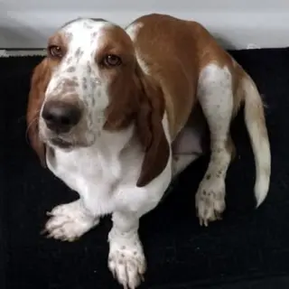 SANDY - ADOPTION PENDING!