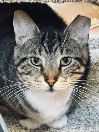 Bruce
