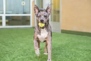 Luna