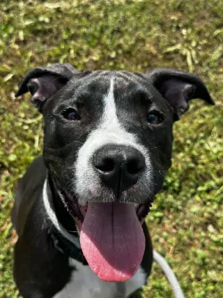 Huckleberry