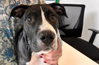 Huckleberry