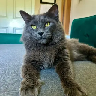 Neko