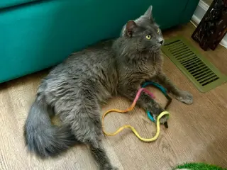 Neko