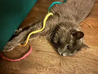 Neko