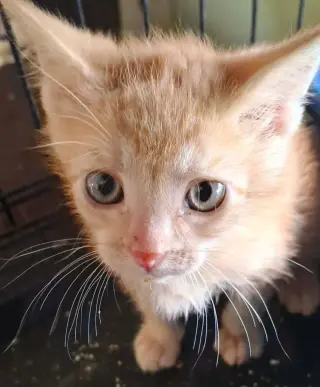 Soldier Boy
