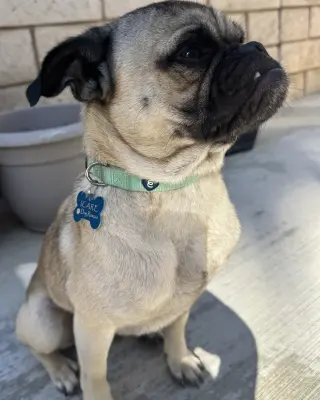Buddy