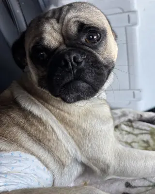Buddy
