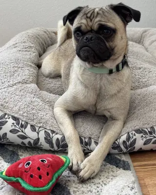 Buddy