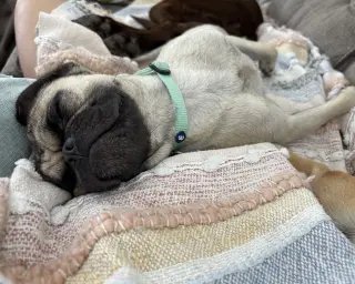 Buddy