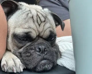 Buddy