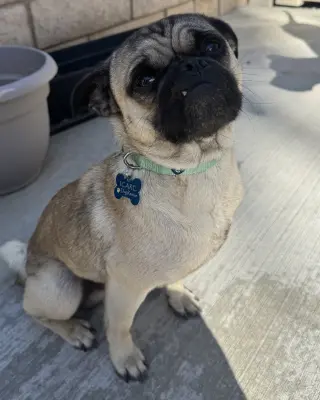 Buddy